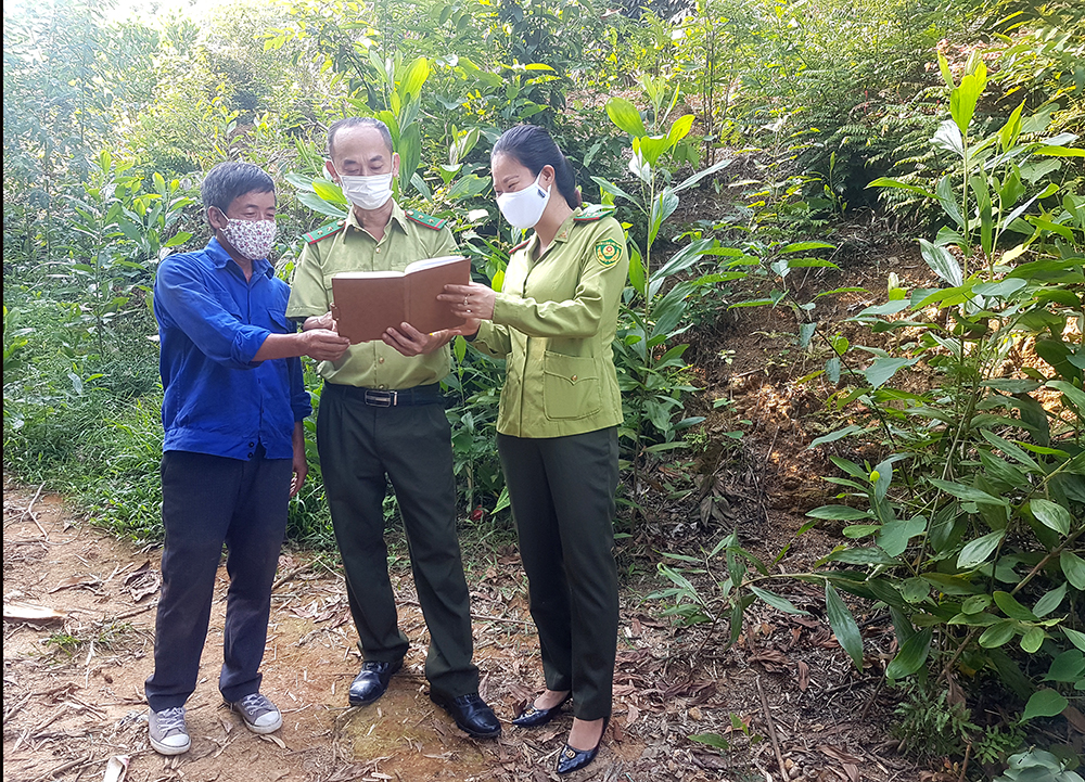 Phú Thọ: Hiệu quả từ chính sách chi trả dịch vụ môi trường rừng 